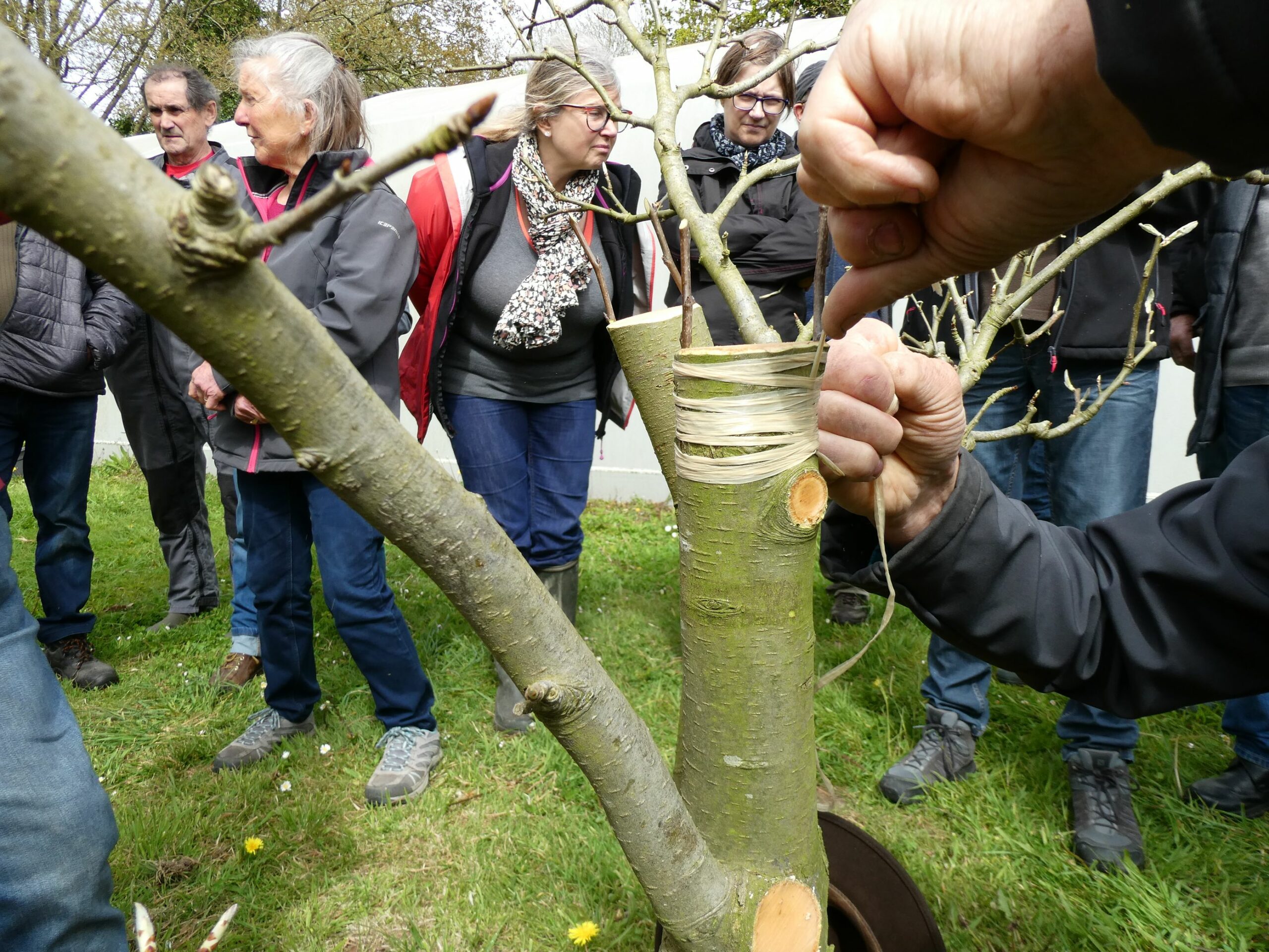 22 Avril Binage Paillage Greffe En Couronne Avalou Plabenneg