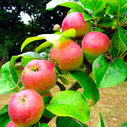 Récolte et conservation des pommes - Avalou Plabenneg