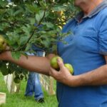 Récolte et conservation des pommes